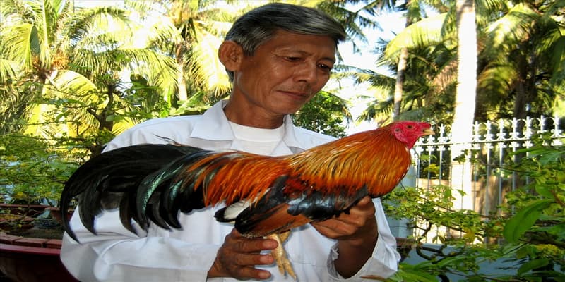 đá gà Sam86 Kinh nghiệm chơi đá gà Sam86 từ chuyên gia